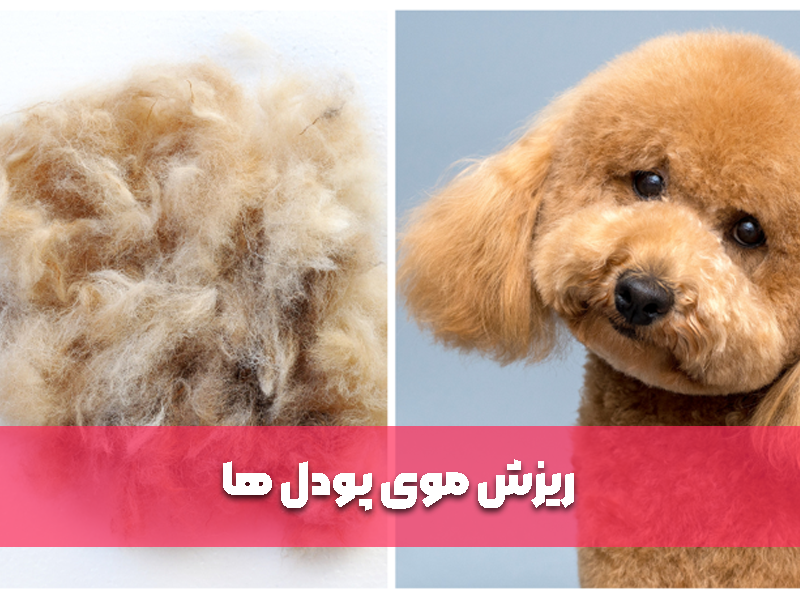 ریزش موی پودل ها